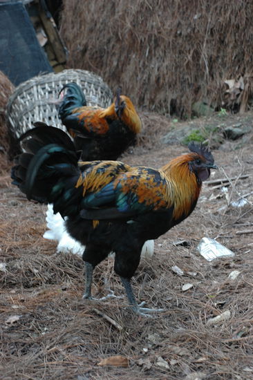 Schwarzfusshuhn, solche Fuesse sollten wir spaeter noch in einer Suppe finden