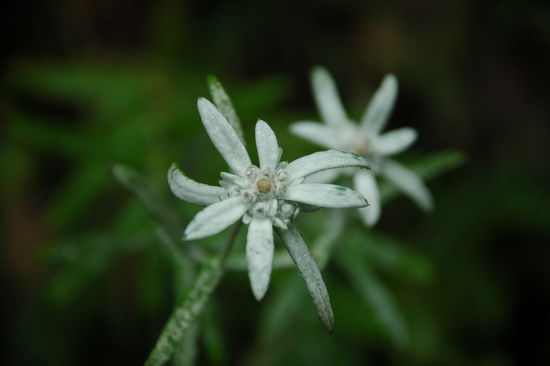 Edelweiss?