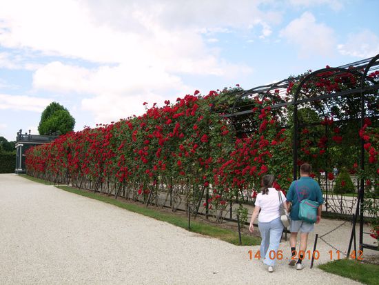 Der "Rosentunnel" wirkt wunderbar im SchlossPark