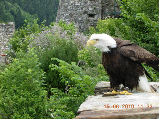 Der Blick des Adlers auf der Burg Landskron ist nicht sehr freundlich
