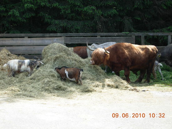 Viele Tiere geniessen hier zusammen den Lebensabend