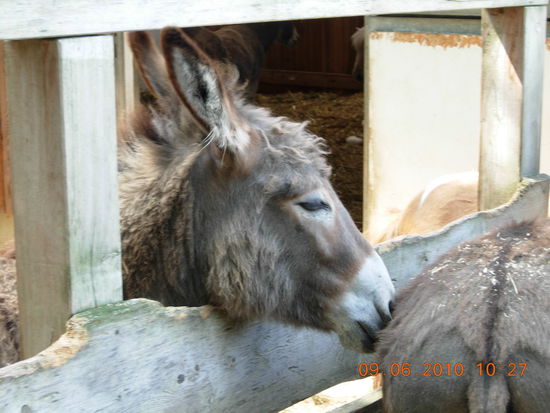 Esel laufen viele herum auf diesem Gut..........