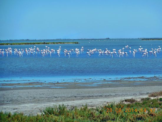 Flamingos bei der Futtersuche