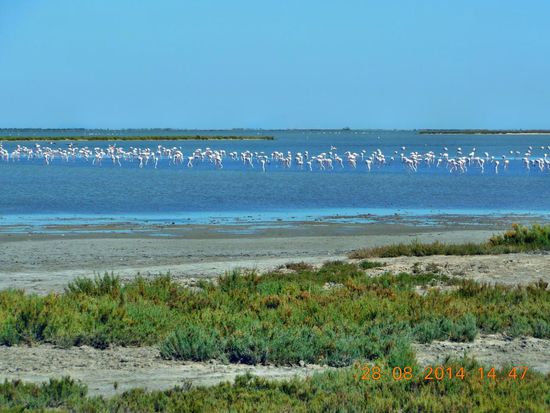 Auch mal angetroffen, Flamingos in freier Wildbahn