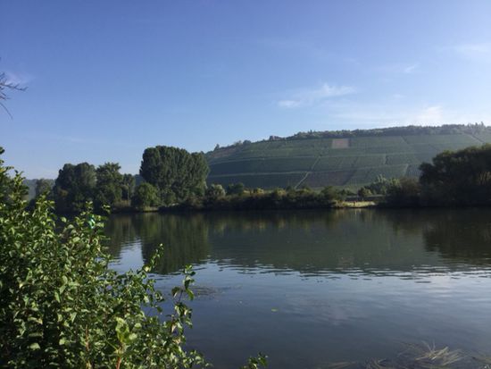 Aussicht auf den Main von den vordersten Parzellen