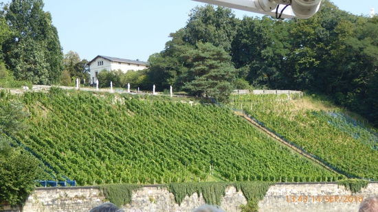 Vorbeiziehende Weingüter auf unserer Schifffahrt