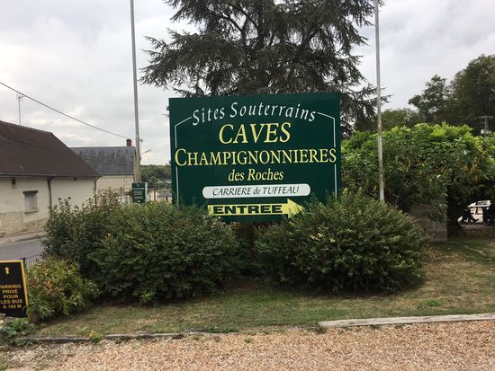 Champignon Felsenkeller