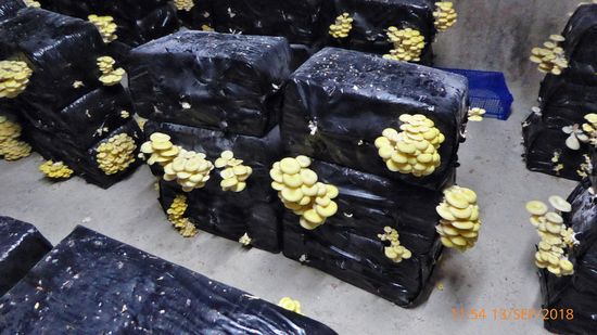 Champignon Felsenkeller