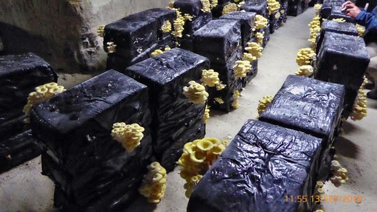 Champignon Felsenkeller