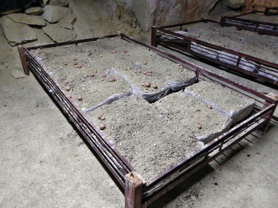 Champignon Felsenkeller