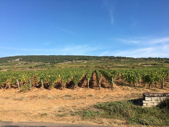 Fahrt über die Weinberge