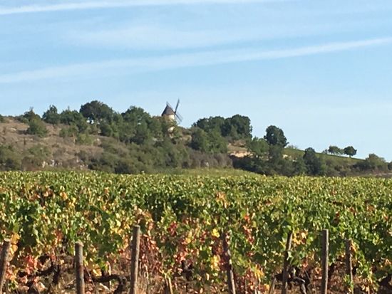 Fahrt über die Weinberge
