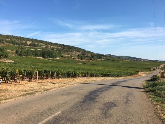 Fahrt über die Weinberge