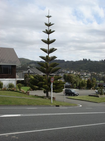hier gehen die baeume relativ steil!