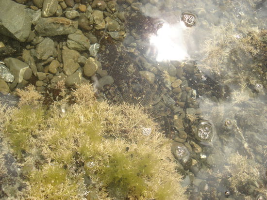 krebs versucht sich unter dem gruenen gestruepp zu verstecken..