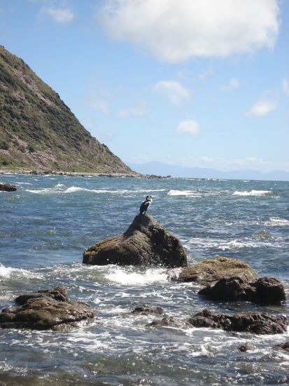 vogel tut so, als sei er ein pinguin..