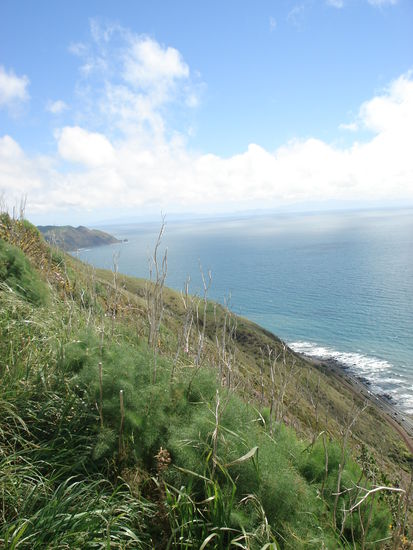 blick richtung irgendwo is wellington..  ganz schoen weit oben!