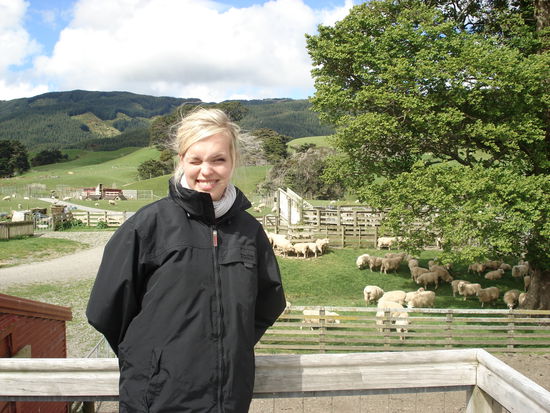 schafe hautnah! naja, fast.. 