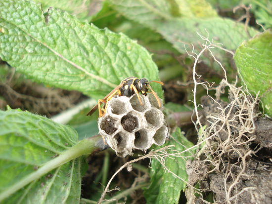 unkrauthonig.. sorry, aber du wohnst ab jetzt auf dem komposthaufen!