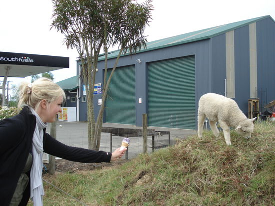 willste mal was anderes als den ganzen tag nur gras??