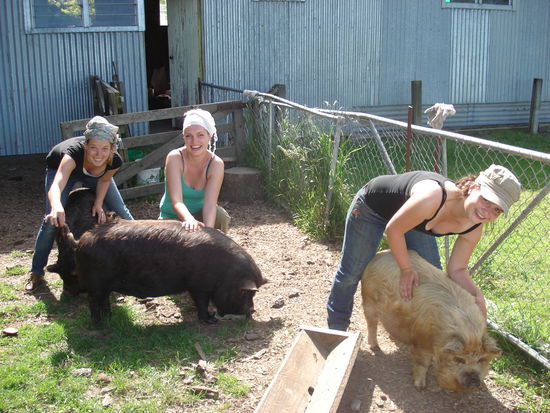 jedem woofer sein schwein!