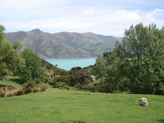 schafe kreuzen unseren weg.. 