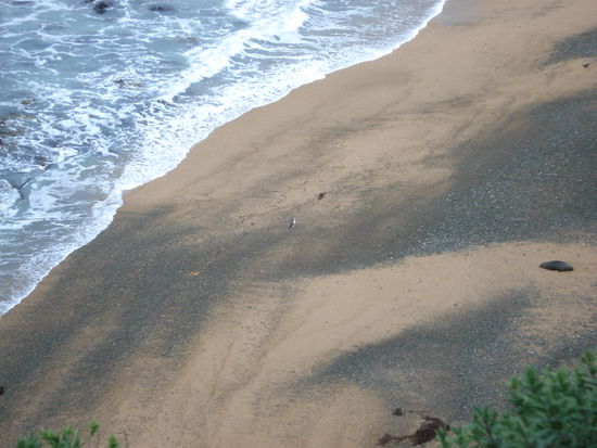 die pinguine sind ca 50cm gross, der aussichtspunkt war na klar recht weit weg. also: in der mitte des bildes kommt grad einer an! gesehen? rechts die faule robbe