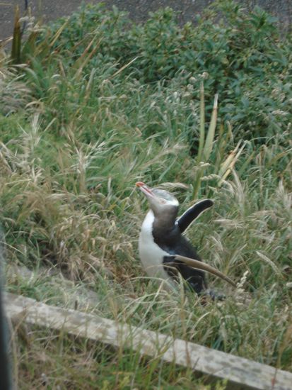 hallo! ganz schoen laut, der kleine! 