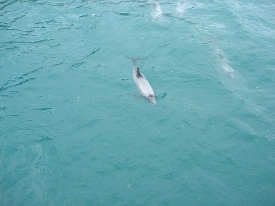 einige kamen ganz dicht ans boot