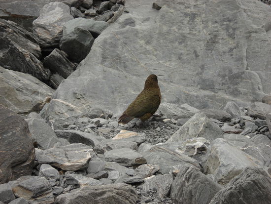 ein kea! 