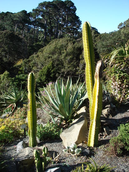 alle pflanzen gehen steil! 