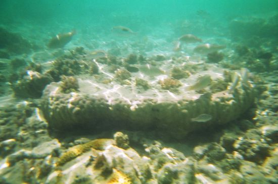 atemberaubende Unterwasserwelten...