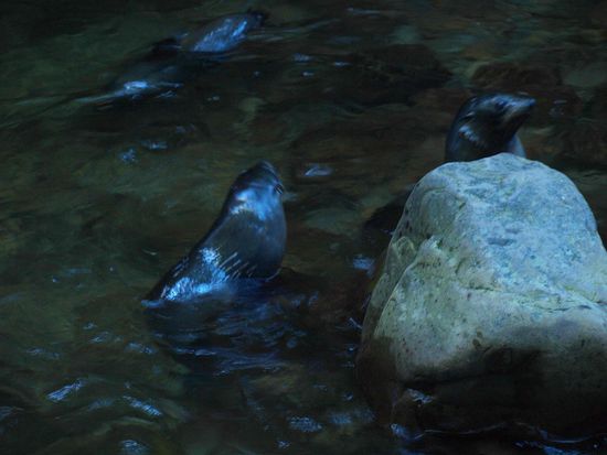 den suessen Robbenbabbys