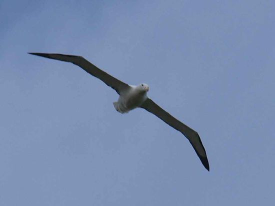 Albatrosse auf der Otago Peninsula