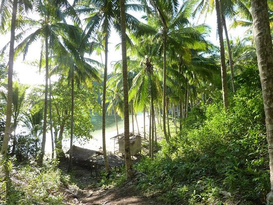 Der Blick vom Urwald an den Strand