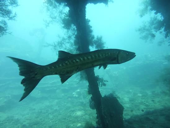 Und wir sahen einen Monster-Barracuda. Der war nicht uebertrieben einen Meter lang. Geil, geil!!!