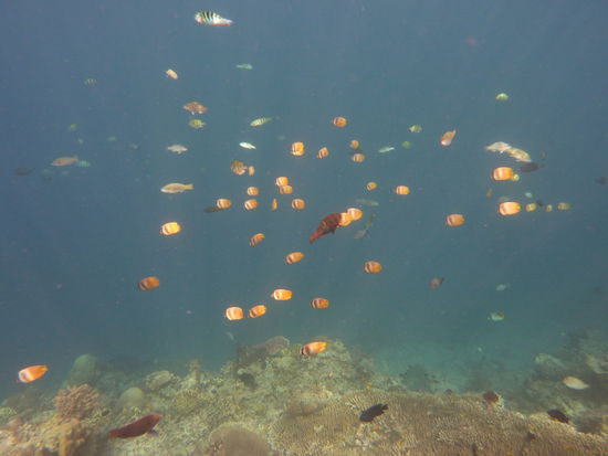Ein Muster des Riffs. Leider keine Kamera mit als wir die Schlange und Schildkroete sahen...