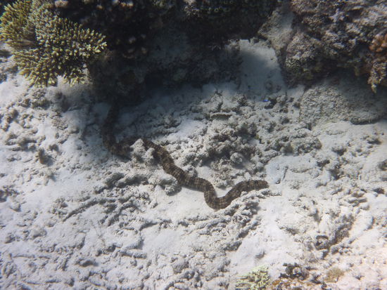 So was wie eine Schlange habe ich unterwasser entdeckt