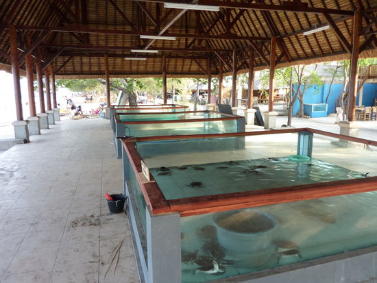 Die Wasserschildkröten Aufzucht in Gili T.