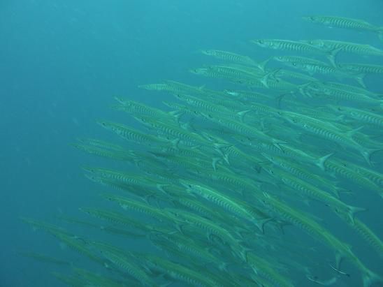 Barracuda Schwarm, gegen 100 Stueck an ca. einem Meter