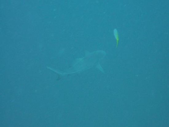Einer von 3 Haifischen, welche wir am Spot ,Chumpon, gesehen haben.