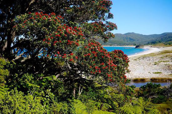 Die Pohutukawa blühen nun in ganz Neuseeland.