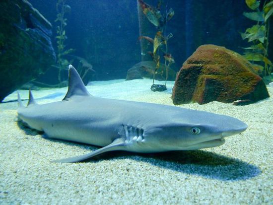 Meine Liebline, leider nur im Underwater World