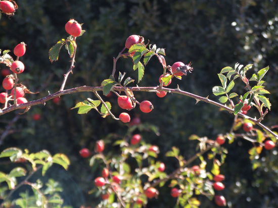Der Herbst kehrt ein