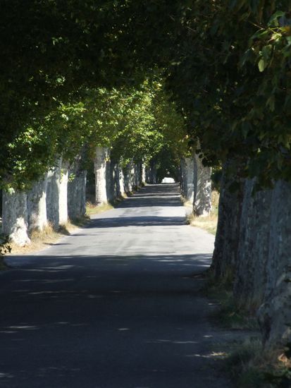 Allee im Luberon