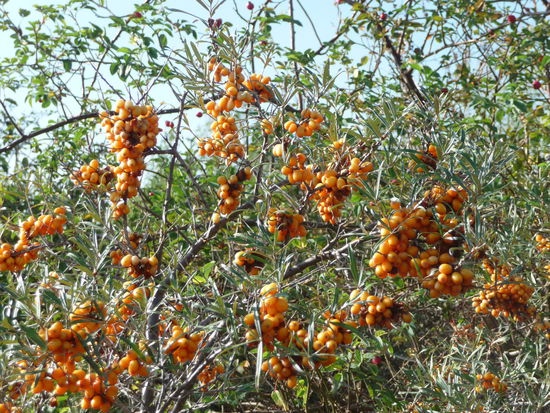 Sanddorn gibt es hier in rauhen Mengen