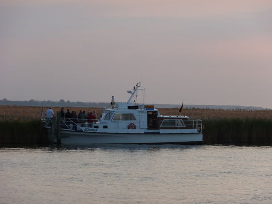 Kraniche gucken am frühen Abend