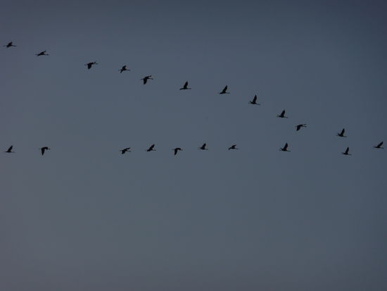 Die Kraniche in ihrer typischen V-Formation auf dem Weg zu ihren Schlafplätzen im Nationalparkgebiet