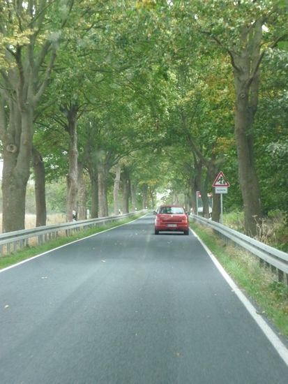 Auf Alleenstraßen in Richtung Stralsund