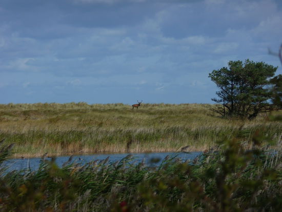 Ein kapitaler Hirsch stellt sich für uns in Foto-Position